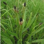 Drapal Bio Lándzsás Útifű Préslé, 200 ml - a légutak természetes támogatására