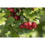 Drapal Bio Galagonya Préslé, 2 db-os csomag (2x200ml) - a szív természetes támogatására 