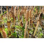 Drapal Mezei Zsurló Préslé, 2 db-os csomag (2x200 ml) - természetes kovasavforrás a bőr, haj és kötőszövet támogatására